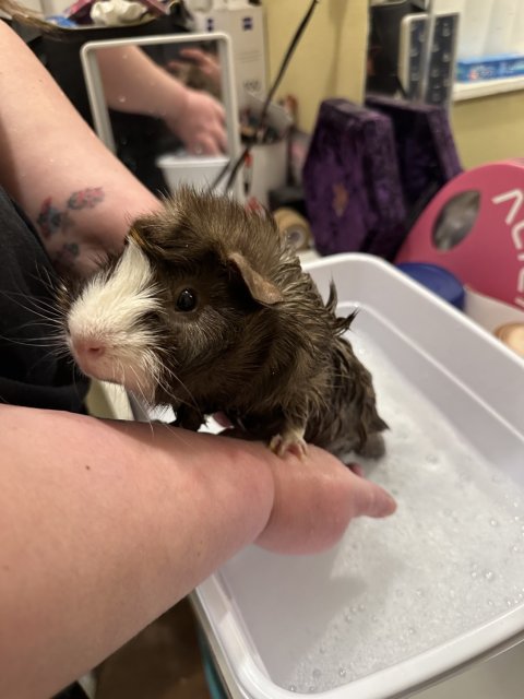 One year old single male guinea pig