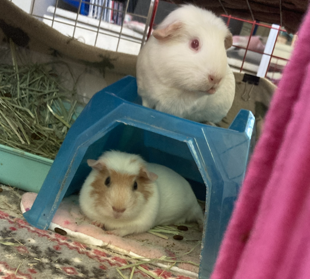 Two Bonded Females - Crested Americans
