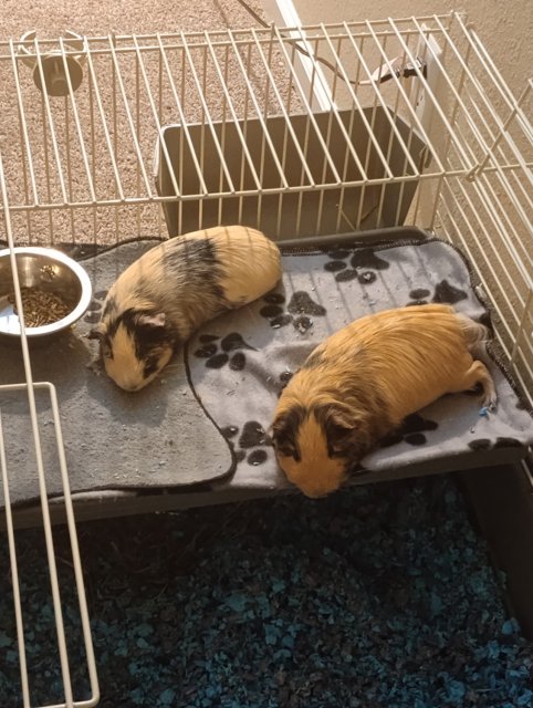 Two sweet boys for rehome