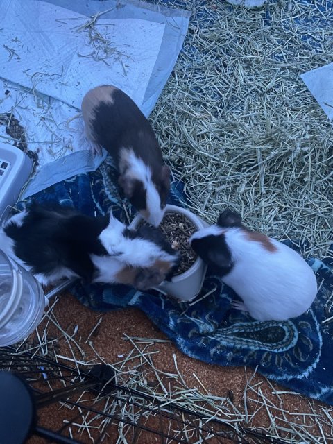 3 Females Nova Luna and Fluffy