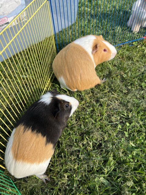 Two female Guinea pigs-bonded pair