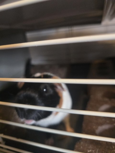 2 male guiena pigs, comes with cage/liners