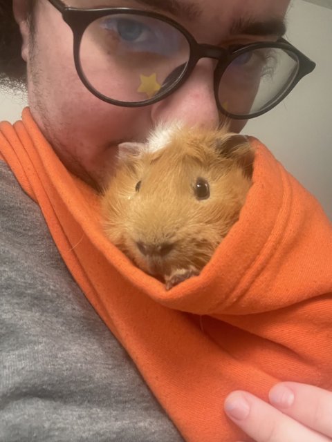 Family of four piggies need a spacious home!