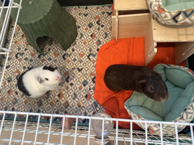 Two adult male guinea pigs, cage, accessories