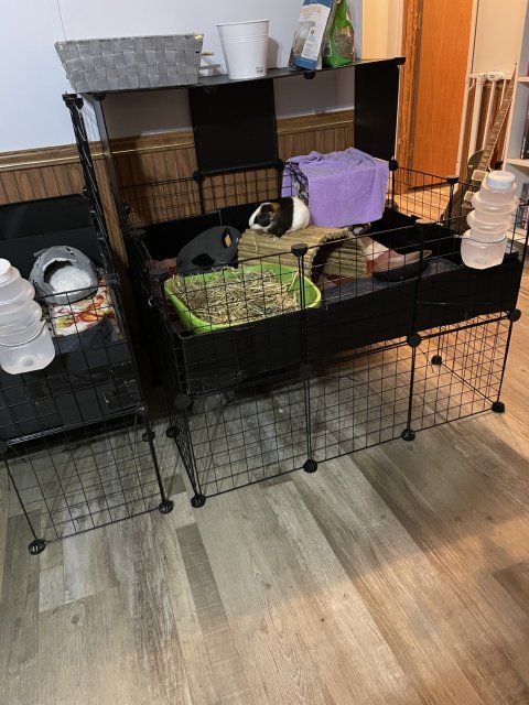 Single male guinea pig