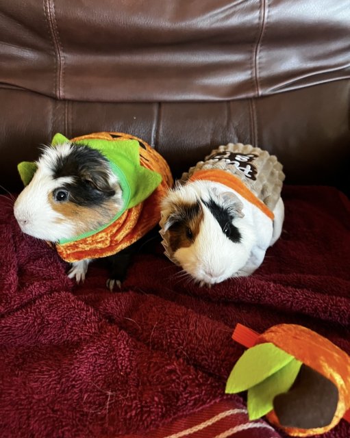 2 Male Guinea pigs ~2 years old