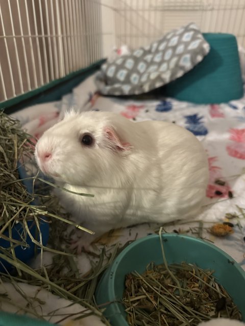 Snowball is looking for forever home!