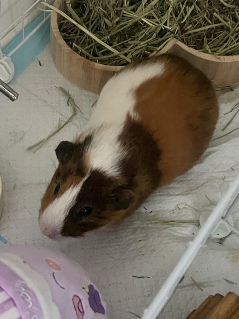 Male Guinea Pig Find Loving Home