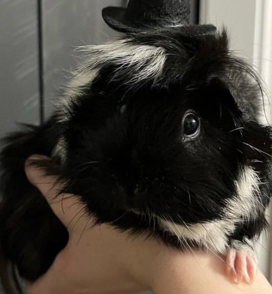 Herd of 4 female guinea pigs