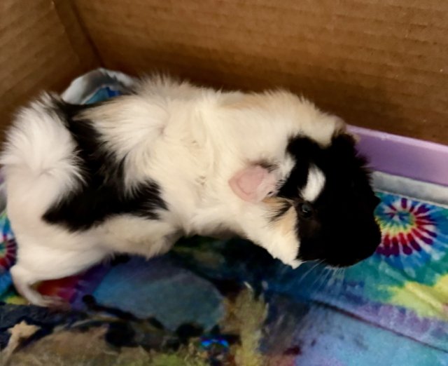 2 Female Guinea Pigs