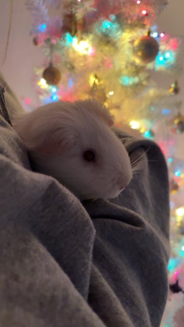 Two male guinea pigs for adoption!!