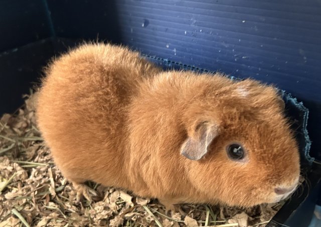 Bonded Male and Female, 5 years old