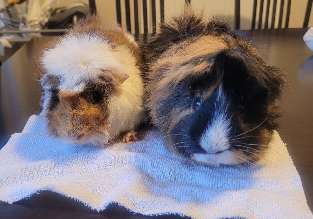 2 male guinea pigs needs a new home