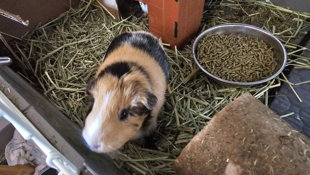 Two aister guinea pigs for adoption