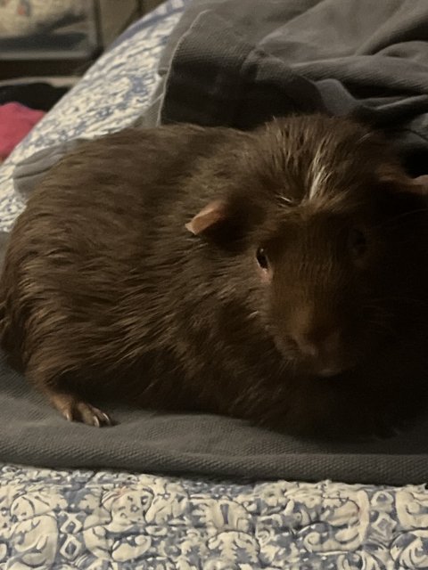 Male crested guinea pig rehome needed