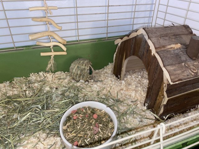 Dalé Male Guinea Pig