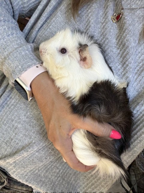 2 Female Bonded Young Guineas!