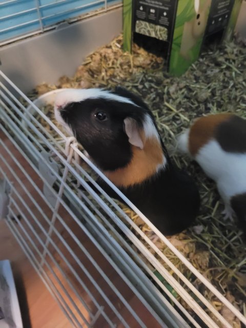 Two Male brother guinea pigs