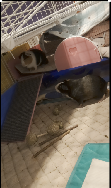 Checkers and Penelope -Bonded Sisters