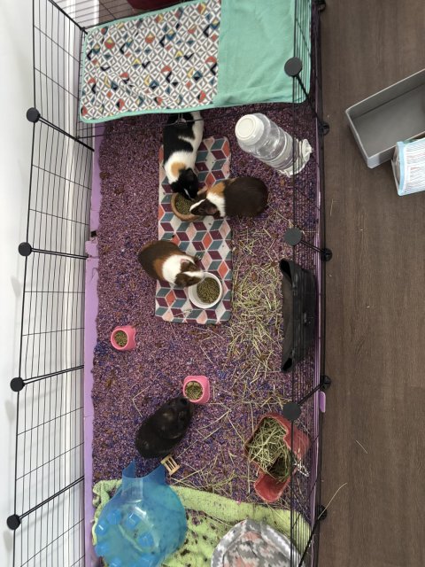 4 Sweet Female Piggies Rehome Needed