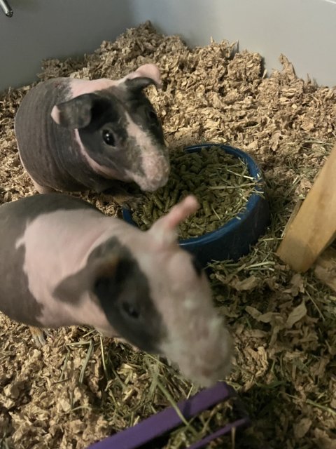 Two Female Hairless Guinea Pigs (Skinny Pigs)