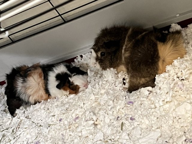 Finding a new home for two guinea pigs
