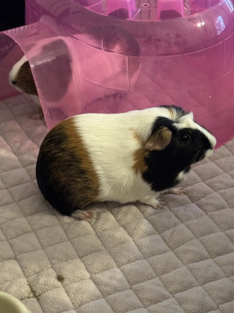 2 Female Guineas