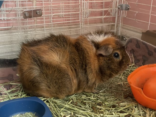 2 Older Guineas in need of rehome