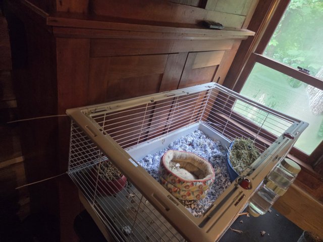 Hamlet (URGENT!! $200 reward )