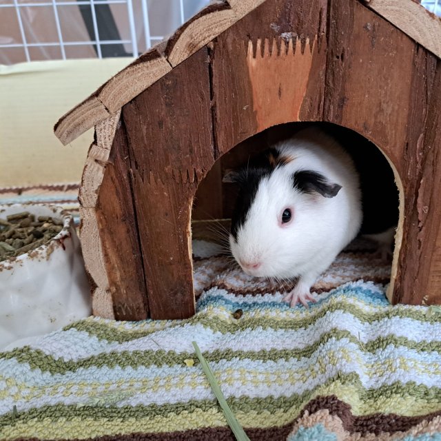 Young female looking for new home