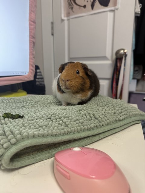 6 Male Guinea Pigs