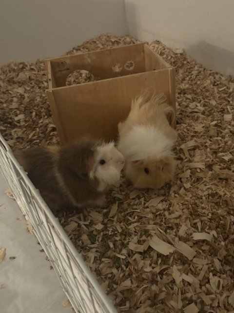 Pumpkin and Sprout