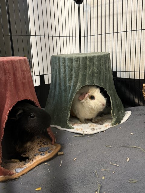 Rehoming Two Guinea Pigs with cage