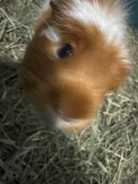 I have 2 guinea pigs, looking for new family