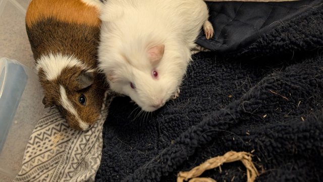 Rehoming Guinea Pigs, albino and multicolored
