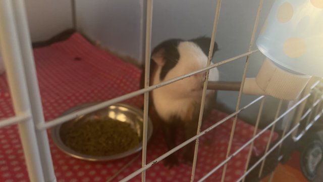 Male pigs needing a loving home