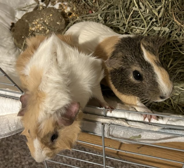 Mother and daughter bonded females