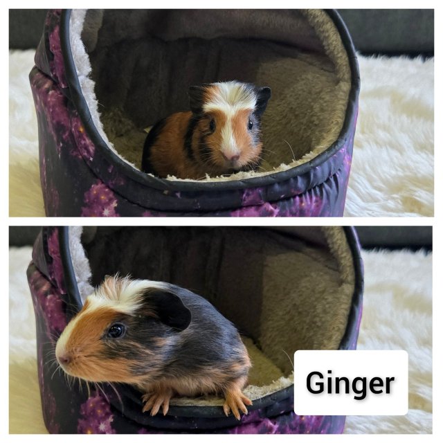 Unhappy Male Guinea Pig, Rehome.