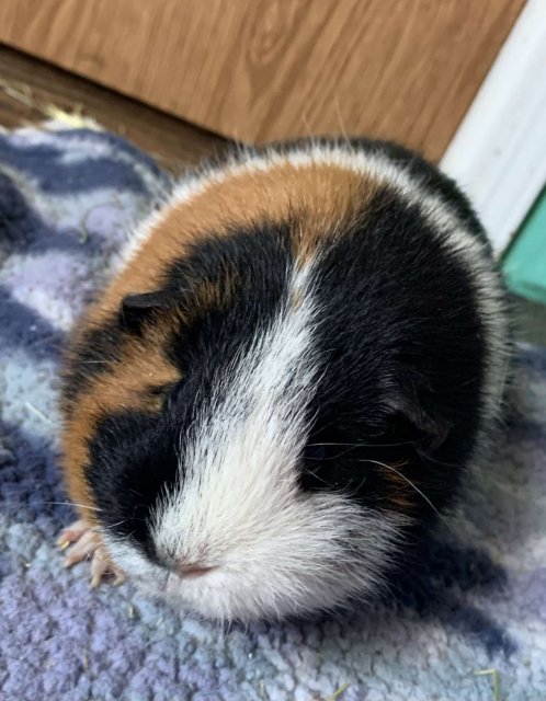 Guinea pig needs home ASAP