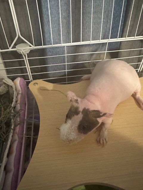 2 bonded female skinny pigs