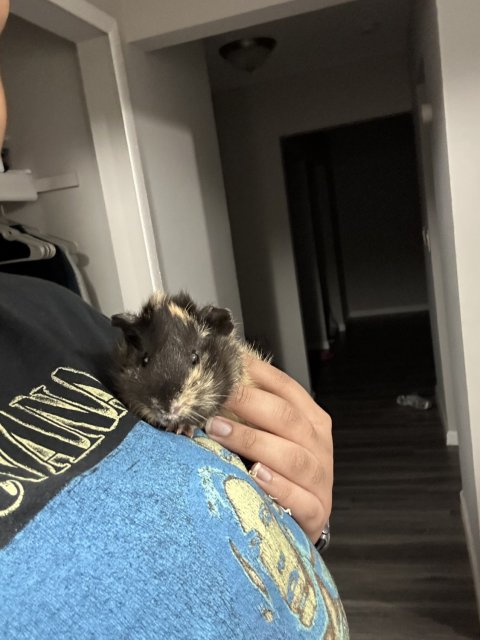 Male Guinea Pig