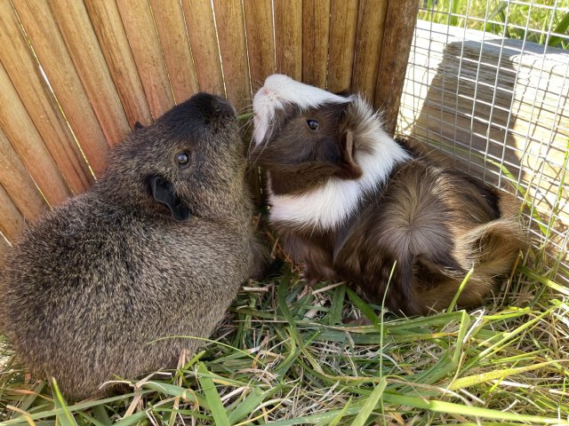 Two bonded males Frank (3) and Harold (1)