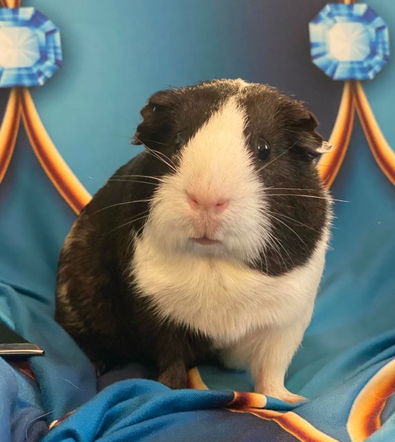 Two female Guinea Pigs need REHOMING