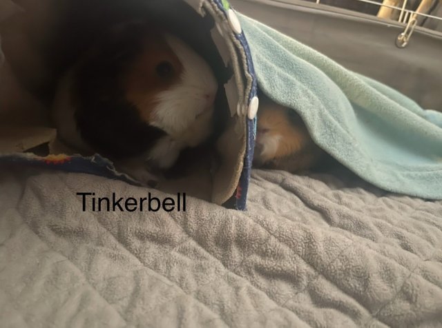 3 bonded female Guinea Pigs