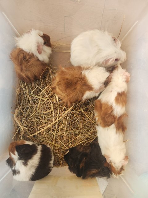Abyssian babies