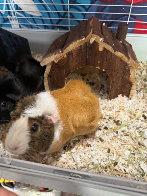 2 guinea pigs in need of a loving home