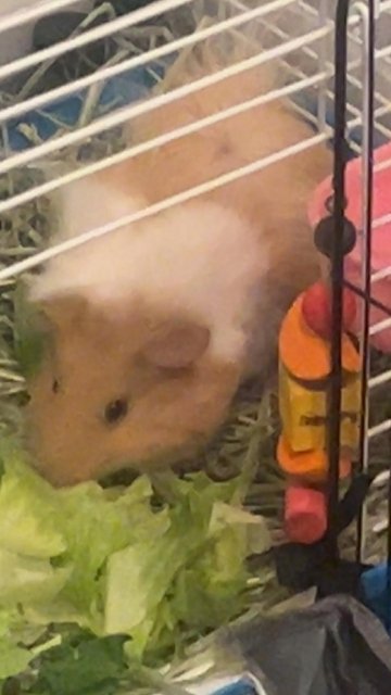 2 Female Guinea Pigs