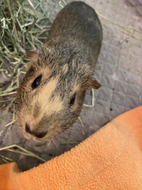 Two Bonded Female Year Old Guinea Pigs
