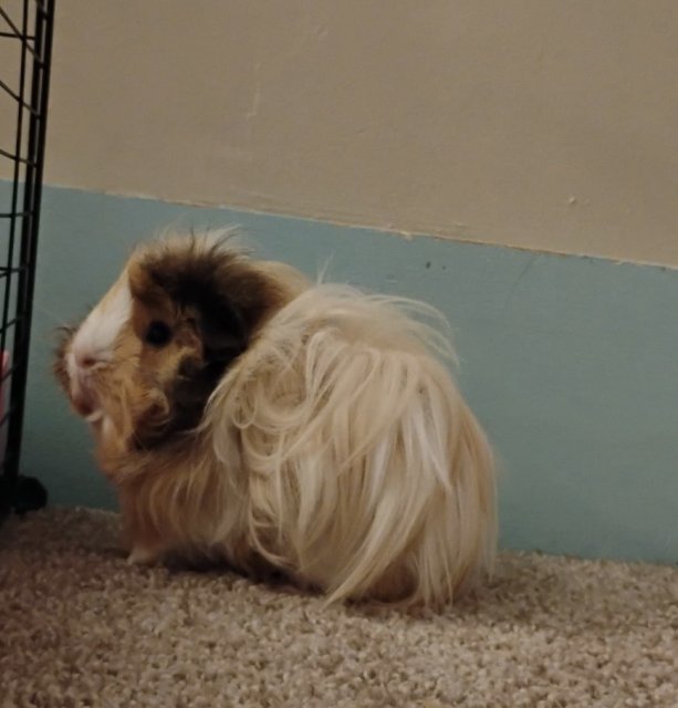 2 guinea pigs a cage, bedding, toys, and food