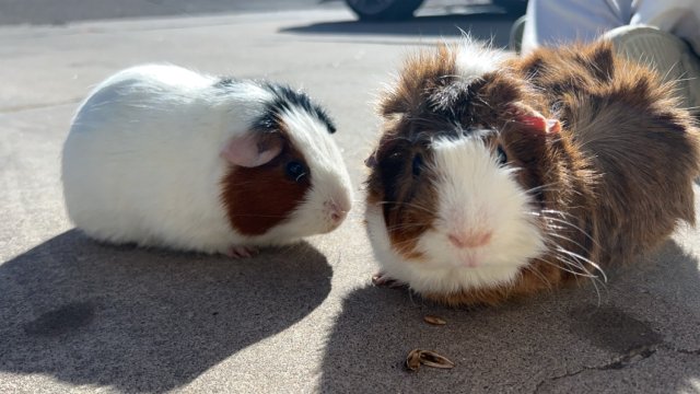 Two Mid Age Male Pigs